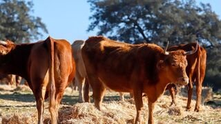 Extremadura refuerza su papel estratégico en el suministro de vacuno y ovino a Mercamadrid