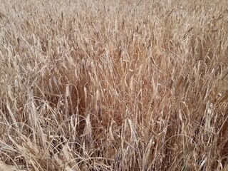 APAG Extremadura ASAJA confirma una reducción de producción cosecha cereal superior al 30%