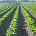 UPA-UCE reivindica importancia económica y social del cultivo tabaco en zonas Extremadura