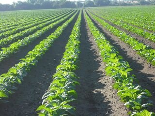 UPA-UCE reivindica importancia económica y social del cultivo tabaco en zonas Extremadura