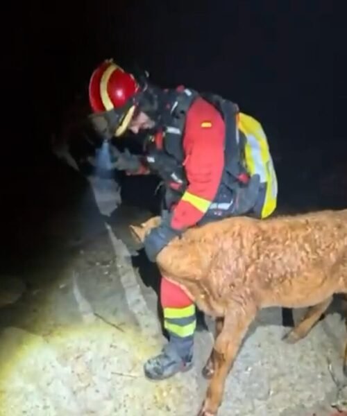 300.000 kilos de forraje para abastecer las explotaciones ganaderas en los incendios de Madrid
