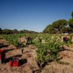 El desastre en las bodegas abarca desde el Valle del Tiétar (sur de Gredos) al Escorial