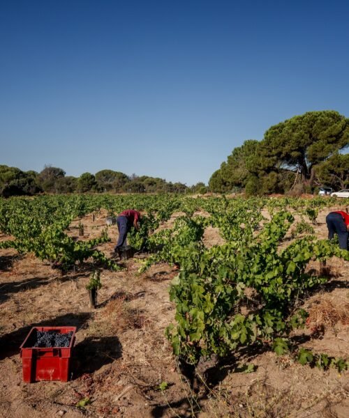 El desastre en las bodegas abarca desde el Valle del Tiétar (sur de Gredos) al Escorial