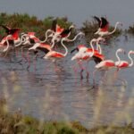 Año de aguas, año de abundancia: más de 30.000 parejas de flamencos en la laguna de Fuente de Piedra (Málaga)