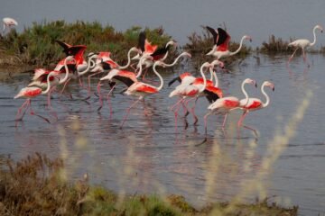 Año de aguas, año de abundancia: más de 30.000 parejas de flamencos en la laguna de Fuente de Piedra (Málaga)