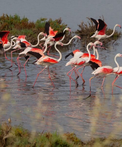 Año de aguas, año de abundancia: más de 30.000 parejas de flamencos en la laguna de Fuente de Piedra (Málaga)