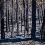 El incendio de La Mierla (Guadalajara) devora 13.000 hectáreas en cuatro días con 21 pueblos desalojados
