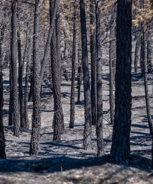 El incendio de La Mierla (Guadalajara) devora 13.000 hectáreas en cuatro días con 21 pueblos desalojados