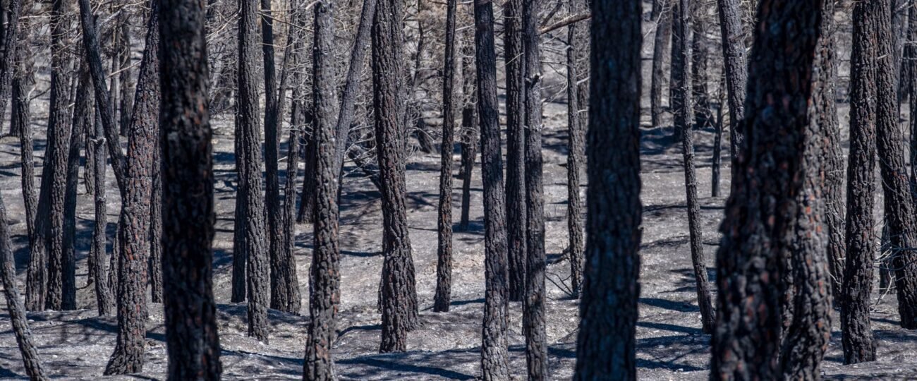 El incendio de La Mierla (Guadalajara) afecta a 16.000 hectáreas en cuatro días con 20 pueblos desalojados
