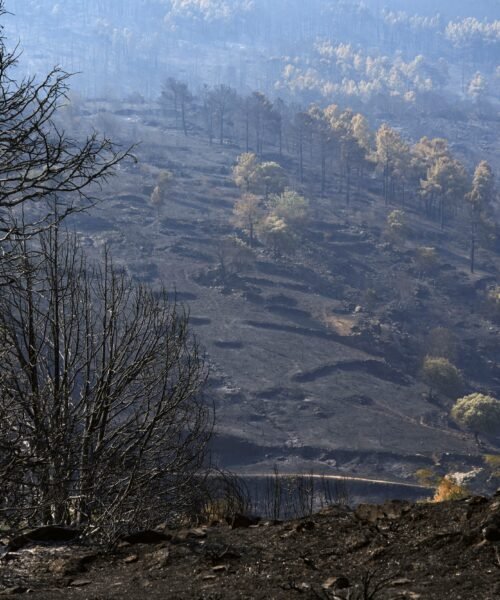 Última hora de los incendios forestales, en directo | Marlaska anuncia que en las últimas 24 horas “no ha habido ningún avance del fuego” en el incendio de Ávila y Madrid