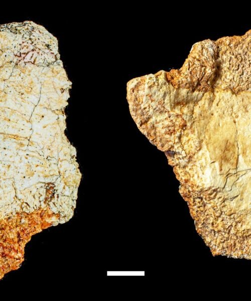 Un enigmático cráneo de hace 200.000 años hallado en Ciudad Real complica aún más “el lío en el medio” de la evolución humana