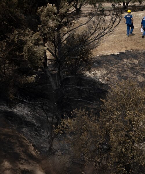 Última gran batida en Los Gallardos: cien operativos barren 217 hectáreas quemadas en busca de vida o muerte