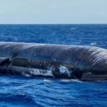 El amerizaje de Starship fue tan bien que la nave aún flota intacta en el mar: ahora SpaceX quiere recuperarla