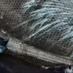 El escudo térmico de Starship es un ‘callejón sin salida’ para su reutilización rápida, advierten expertos de la NASA