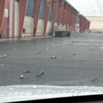 Un centenar de palomas aparecen muertas en el Port de Tarragona a causa del temporal