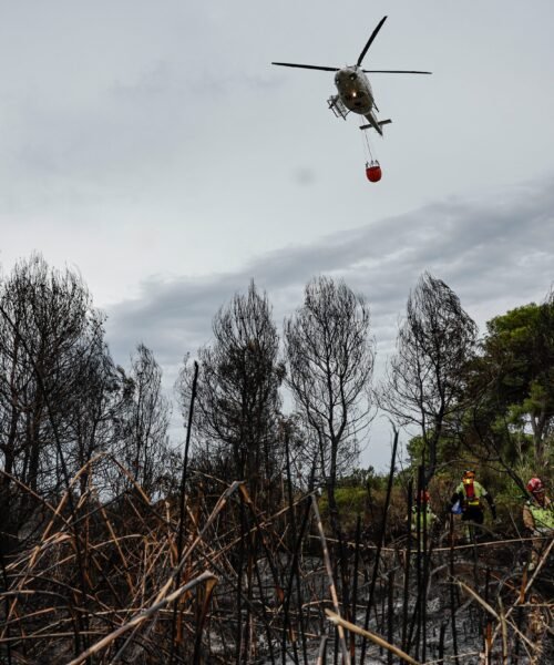 El Saler de Valencia tardará unos 20 años en recuperarse de uno de los peores incendios de su historia