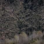 La nieve, la burocracia y la falta de empresas forestales ralentizan la limpieza de los árboles caídos con los vendavales de invierno: “Es como un ‘mikado”