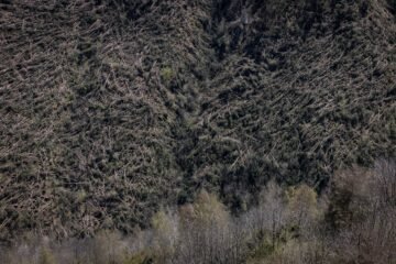 La nieve, la burocracia y la falta de empresas forestales ralentizan la limpieza de los árboles caídos con los vendavales de invierno: “Es como un ‘mikado”