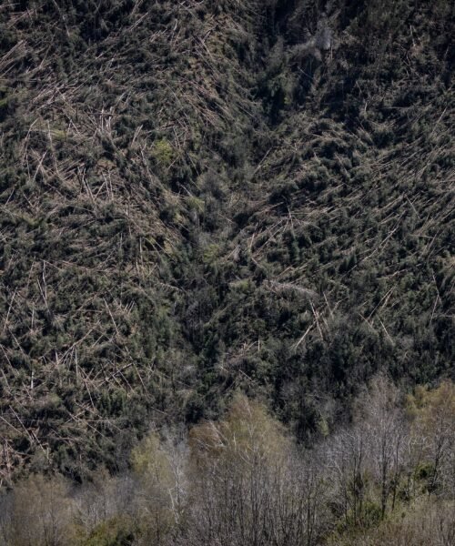 La nieve, la burocracia y la falta de empresas forestales ralentizan la limpieza de los árboles caídos con los vendavales de invierno: “Es como un ‘mikado”
